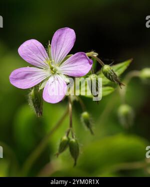 Wildgeranie (Gernamium maculatum) - Hall County, Georgia.. Die helle Blüte einer wilden Geranie auf dem Waldboden. Stockfoto