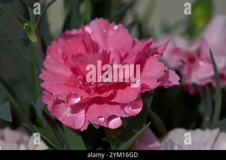 Glitzernde Diamanten wie Wassertropfen auf den Blütenblättern einer wunderschönen, tiefrosa Nelkenblume Stockfoto