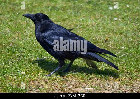 Schwarzer Krähenvogel mit langem schwarzen Schnabel, der im kurzen Gras nach Nahrung sucht. Stockfoto