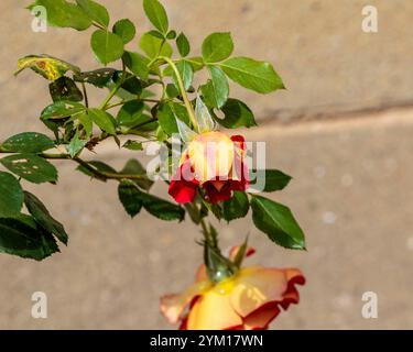 Eine rote und gelbe Rose blüht früh am Morgen nach einem Regenschauer Stockfoto