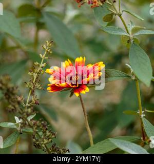 Eine einsame rote und gelbe gaillardia-Blüte hat sich im Garten geöffnet Stockfoto