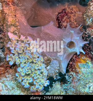 Elysia crispata, der gebräuchliche Name der Meeressalat-Schnecke oder Salatschnecke, ist eine große und farbenfrohe Meeresschnecke, eine Meeresschnecke. Stockfoto