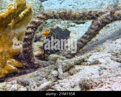 Mycteroperca bonaci, der schwarze Steinfisch oder Marmorierter Steinfisch, ist eine Art von Meeresrochenflossen, Epinephelinae Stockfoto