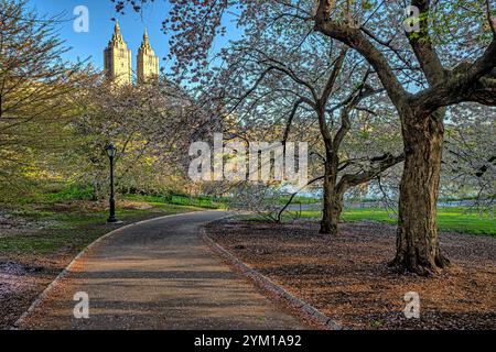 Frühling im Central Park, New York City, Krabbenbäume in voller Blüte, am frühen Morgen Stockfoto