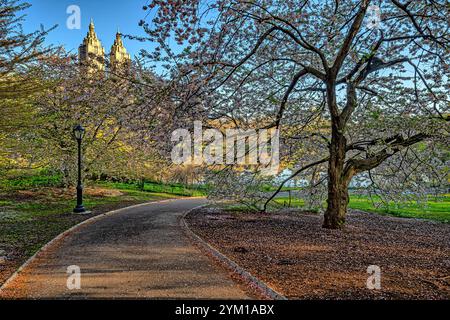 Frühling im Central Park, New York City, Krabbenbäume in voller Blüte, am frühen Morgen Stockfoto