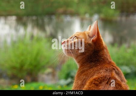 Porträt einer Ingwerkatze auf einem grünen Rasen im Garten Stockfoto