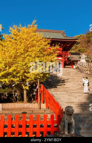 Herbst in Kamakura. Ginkgo gelbe Blätter im Tsurugaoka-Hachimangū-Tempel Stockfoto