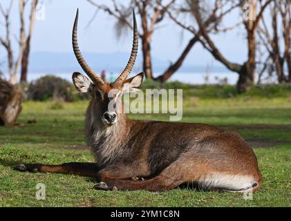 Porträt von männlichen Wasserbock-Antilopen, die auf dem Gras am Ufer des Naivasha-Sees ruhen. Kenia, Afrika Stockfoto