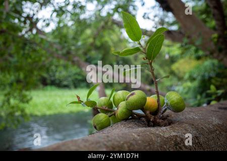 Nahaufnahme der Ficus nota Frucht auf ihrem Baumstamm, eine Art Feigenbaum, der in Yogyakarta, Indonesien, gefunden wurde. Stockfoto