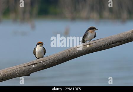 Zwei Weißbrust-Schwalben (Hirundo smithii) sitzen auf einem Zweig über dem Wasser. Ein kleiner Passerinvogel aus der Familie der Schwalben. Stockfoto