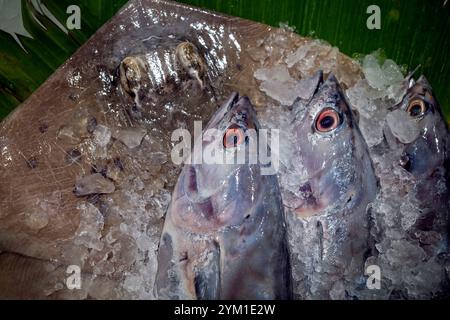 Makarel-Thunfisch, frischer Fisch auf einem traditionellen Markt in Yogyakarta, Indonesien. Stockfoto