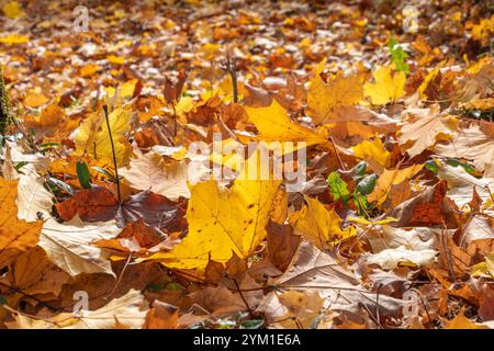 Herbstlich gefärbter Blätter am Boden, Herbst, Bayern, Deutschland, Europa Herbstlich gefärbter Blätter am Boden, Herbst *** Herbstfarbene Blätter auf Stockfoto