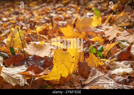 Herbstlich gefärbter Blätter am Boden, Herbst, Bayern, Deutschland, Europa Herbstlich gefärbter Blätter am Boden, Herbst *** Herbstfarbene Blätter auf Stockfoto