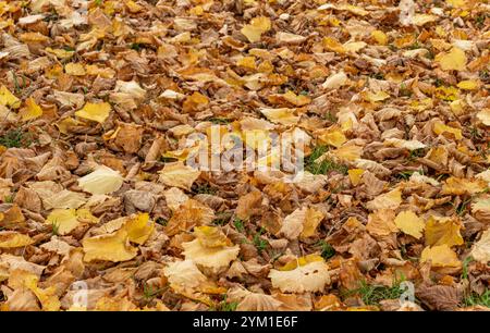 Herbstlich gefärbter Blätter am Boden, Herbst, Bayern, Deutschland, Europa Herbstlich gefärbter Blätter am Boden, Herbst *** Herbstfarbene Blätter auf Stockfoto