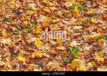 Herbstlich gefärbter Blätter am Boden, Herbst, Bayern, Deutschland, Europa Herbstlich gefärbter Blätter am Boden, Herbst *** Herbstfarbene Blätter auf Stockfoto