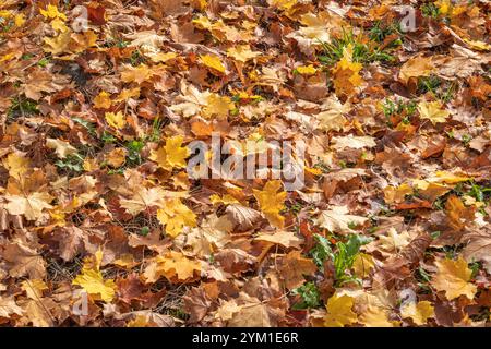 Herbstlich gefärbter Blätter am Boden, Herbst, Bayern, Deutschland, Europa Herbstlich gefärbter Blätter am Boden, Herbst *** Herbstfarbene Blätter auf Stockfoto