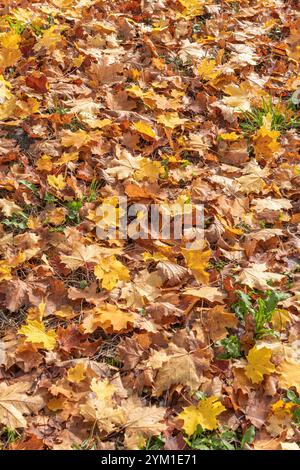 Herbstlich gefärbter Blätter am Boden, Herbst, Bayern, Deutschland, Europa Herbstlich gefärbter Blätter am Boden, Herbst *** Herbstfarbene Blätter auf Stockfoto