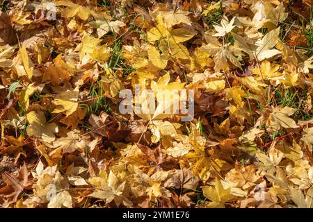 Herbstlich gefärbter Blätter am Boden, Herbst, Bayern, Deutschland, Europa Herbstlich gefärbter Blätter am Boden, Herbst *** Herbstfarbene Blätter auf Stockfoto