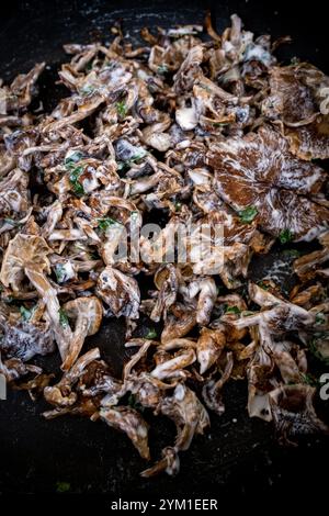 Pilz Cyclocybe aegerita, auch Agrocybe cylindracea oder Pholiota aegerita genannt mit Creme in Roques im Departement Haute-Garonne in Occitani Stockfoto