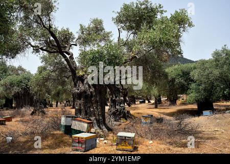 Griechenland, Olivenbäume und Bienenstöcke für die Honigerzeugung in den Bergen der Insel Thassos Stockfoto