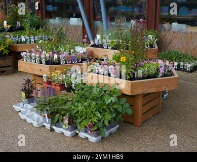Große Auswahl an Gartenpflanzen zum Verkauf in einem Gartencenter im Frühsommer, Großbritannien, GB. Stockfoto