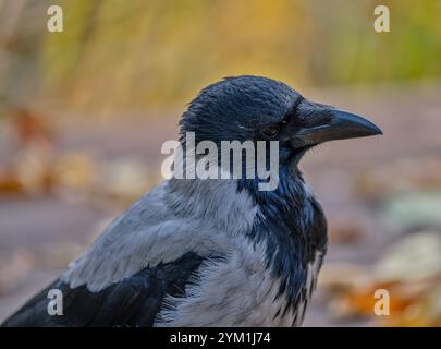 Corvus Corone Cornix Crow mit Kapuze Stockfoto