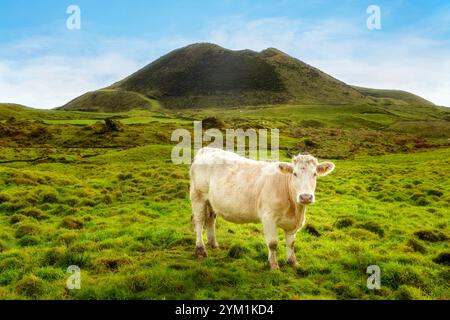 Vulkanische Landschaft entlang der Caminho das Lagoas auf Pico Island, Azoren. Stockfoto