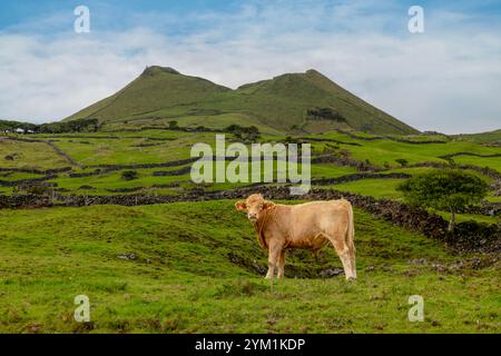 Vulkanische Landschaft entlang der Caminho das Lagoas auf Pico Island, Azoren. Stockfoto