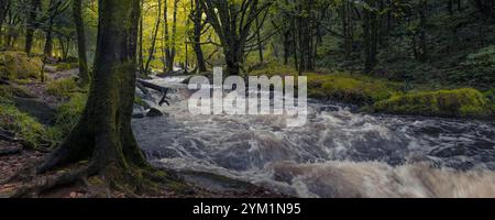 Ein Panoramablick auf die Golitha Falls. Der Fluss Fowey fließt durch den alten Eichenwald Draynes Wood am Bodmin Moor in Cornwall in Großbritannien. Stockfoto