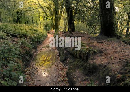 Der Leet Path durch den alten Eichenwald des Draynes Wood auf Bodmin Moor in Cornwall in Großbritannien. Stockfoto