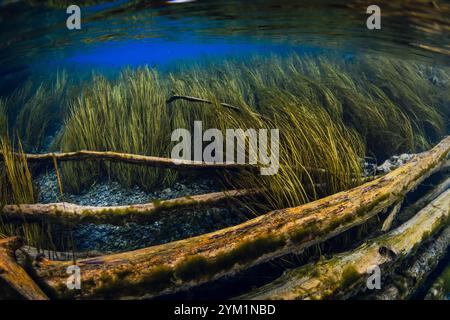 Versunkene Baumstämme mit Algen unter Wasser im blauen klaren Süßwassersee in Indonesien Stockfoto