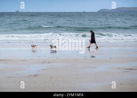 Ein Hundeschlittenläufer, der seine beiden Hunde entlang der Küste am Towan Beach in Newquay Cornwall, Großbritannien, führt. Stockfoto