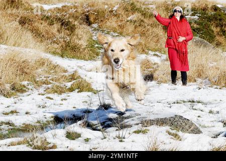 Belstone, Devon, Großbritannien. November 2024. Schnee auf Dartmoor bei Belstone, Devon. Raich Keene und Raphael der Retriever haben Spaß im Schnee Credit: Nidpor/Alamy Live News Stockfoto