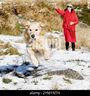 Belstone, Devon, Großbritannien. November 2024. Schnee auf Dartmoor bei Belstone, Devon. Raich Keene und Raphael der Retriever haben Spaß im Schnee Credit: Nidpor/Alamy Live News Stockfoto