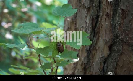 Eine Nahaufnahme eines gewöhnlichen Käfers (Melolontha melolontha), der auf einem grünen Blatt in einer bewaldeten Umgebung am Baumstamm thront. Stockfoto