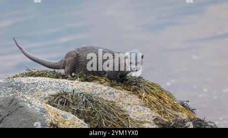 Europäischer Otter (Lutra lutra) steht auf einem Felsen auf der schottischen Isle of Mull Stockfoto