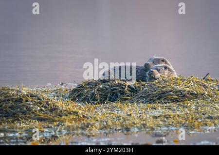 Europäische Otter-Jungtiere (Lutra lutra) ruhen in der Alge auf der Isle of Mull, Schottland Stockfoto