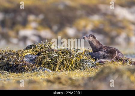 Weibliche europäische Otter (Lutra lutra) und Jungtiere ruhen auf Algen, Isle of Mull, Schottland Stockfoto