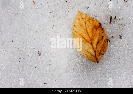 Blatt im Schnee. Valdeon Valley. Nationalpark Picos de Europa. Provinz Leon. Castilla y Leon. Spanien. Stockfoto