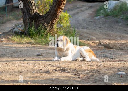 Weißer Straßenhund, der auf dem Boden liegt und sich umsieht Stockfoto