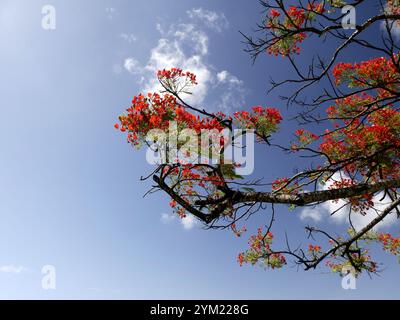 Delonix regia, blühende königliche poinciana mit roten Blumen und blauem Himmel Hintergrund. Niederwinkelansicht von in Blüte befindlichen Flammenästen Stockfoto