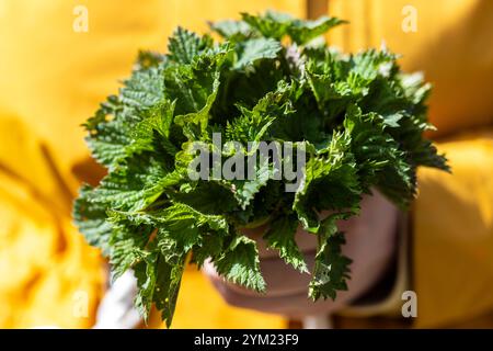 Eine Nahaufnahme eines frischen Strauchs grüner Brennnesselblätter, die in der Hand einer Person gehalten werden, vor einem hellgelben Hintergrund, der die leuchtende grüne Farbe hervorhebt Stockfoto