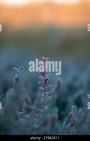 Wunderschöne wilde Heidelbeerpflanzen im frostigen Herbstsonnenaufgang im Sumpf Lettlands. Saisonale Landschaft Nordeuropas. Stockfoto