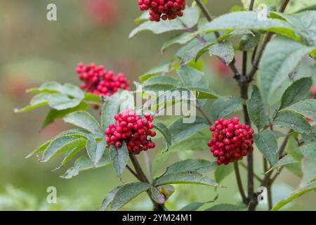 Roter Holunder, Trauben-Holunder, Traubenholunder, Bergholunder, Berg-Holunder, Früchte, Sambucus racemosa, Rotberiger Ältester, Roter Holunder, Obst, Stockfoto