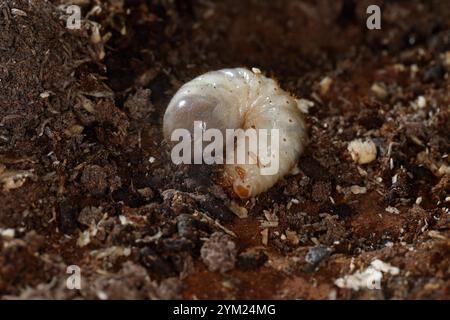 Gemeiner Rosenkäfer, Larve, Engerling, Larven, Käferlarve, Goldkäfer, Gold-Rosenkäfer, Goldrosenkäfer, Cetonia aurata, Rosenscheuer, grüner Rosenscheuer, Stockfoto