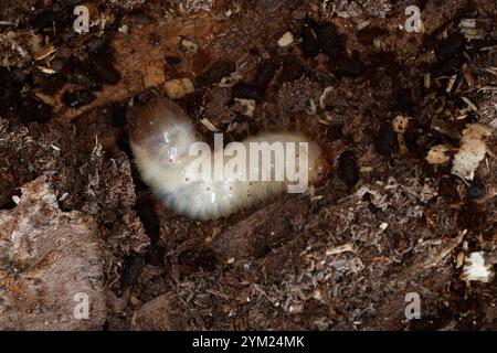 Gemeiner Rosenkäfer, Larve, Engerling, Larven, Käferlarve, Goldkäfer, Gold-Rosenkäfer, Goldrosenkäfer, Cetonia aurata, Rosenscheuer, grüner Rosenscheuer, Stockfoto