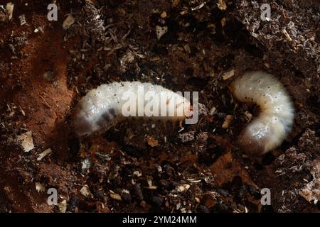 Gemeiner Rosenkäfer, Larve, Engerling, Larven, Käferlarve, Goldkäfer, Gold-Rosenkäfer, Goldrosenkäfer, Cetonia aurata, Rosenscheuer, grüner Rosenscheuer, Stockfoto