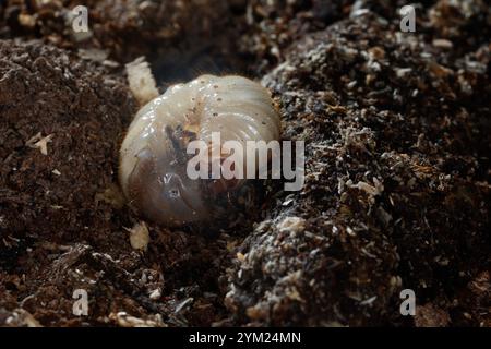 Gemeiner Rosenkäfer, Larve, Engerling, Larven, Käferlarve, Goldkäfer, Gold-Rosenkäfer, Goldrosenkäfer, Cetonia aurata, Rosenscheuer, grüner Rosenscheuer, Stockfoto