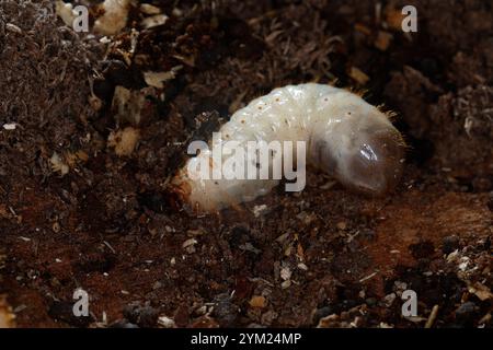 Gemeiner Rosenkäfer, Larve, Engerling, Larven, Käferlarve, Goldkäfer, Gold-Rosenkäfer, Goldrosenkäfer, Cetonia aurata, Rosenscheuer, grüner Rosenscheuer, Stockfoto