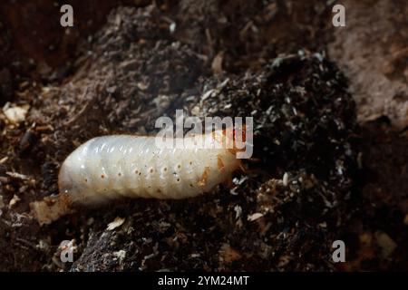 Gemeiner Rosenkäfer, Larve, Engerling, Larven, Käferlarve, Goldkäfer, Gold-Rosenkäfer, Goldrosenkäfer, Cetonia aurata, Rosenscheuer, grüner Rosenscheuer, Stockfoto